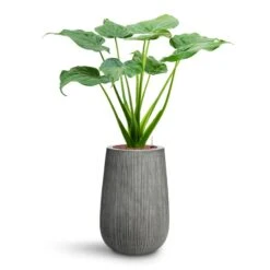 Patt High Plant Vase - Ridged Dark Grey -HousePlants Shop Alocasia cucullata Hooded Dwarf Elephant Ear HydroCare Patt High Plant Vase Ridged Dark Grey 40f9e0f7 998a 468e b926 8e19612b7a3f