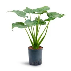 Alocasia Cucullata - Hooded Dwarf Elephant Ear - HydroCare -HousePlants Shop Alocasia cucullata Hooded Dwarf Elephant Ear Hydroculture 18 19x70cm