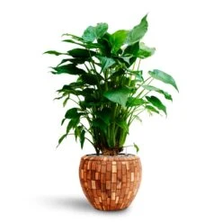 Alocasia Cucullata - Hooded Dwarf Elephant Ear - HydroCare -HousePlants Shop Alocasia cucullata Hooded Dwarf Elephant Ear HydrocultureFacets Couple Planter Jenga