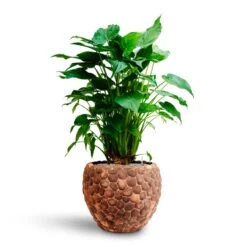 Alocasia Cucullata - Hooded Dwarf Elephant Ear - HydroCare -HousePlants Shop Alocasia cucullata Hooded Dwarf Elephant Ear HydrocultureFacets Couple Planter Out Of Coco