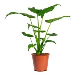 Alocasia Cucullata - Hooded Dwarf Elephant Ear -HousePlants Shop Alocasia cucullata Hooded Dwarf ElephantEar 19x75cm