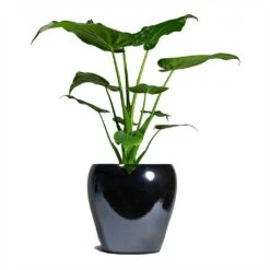 Amora Plant Pot - Anthracite Mirror -HousePlants Shop Alocasia cucullata Hooded Dwarf ElephantEar 19x75cm Amora Plant Pot Anthracite Mirror 26x26cm 926da5da 3fbe 4a6c b1ef 1c3e9482e1a5