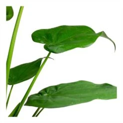 Alocasia Cucullata - Hooded Dwarf Elephant Ear -HousePlants Shop Alocasia cucullata Hooded Dwarf ElephantEar 19x75cm Leaves