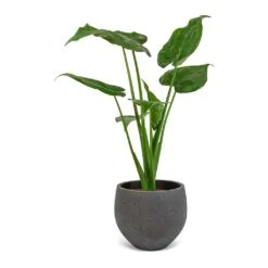 Alocasia Cucullata - Hooded Dwarf Elephant Ear -HousePlants Shop Alocasia cucullata Mini Orb Kevan Plant Pot Black Washed