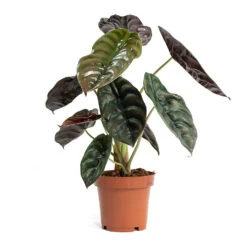 Alocasia Cuprea Red Secret - Elephant Ear -HousePlants Shop Alocasia cuprea Red Secret Elephant Ear 12cm