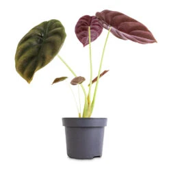 Alocasia Cuprea Red Secret - Elephant Ear -HousePlants Shop Alocasia cuprea Red Secret Elephant Ear 12x25cm 1