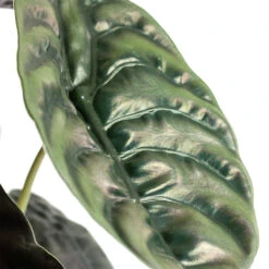 Alocasia Cuprea Red Secret - Elephant Ear -HousePlants Shop Alocasia cuprea Red Secret Elephant Ear Close Up