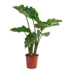 Alocasia Portodora - Upright Elephant Ear -HousePlants Shop Alocasia portodora