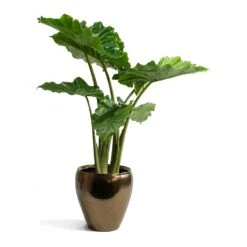 Amora Plant Pot - Black Gold -HousePlants Shop Alocasia portodora Amora Black Gold Plant Pot 12191c14 a540 405f af90 8fe6e2728abf