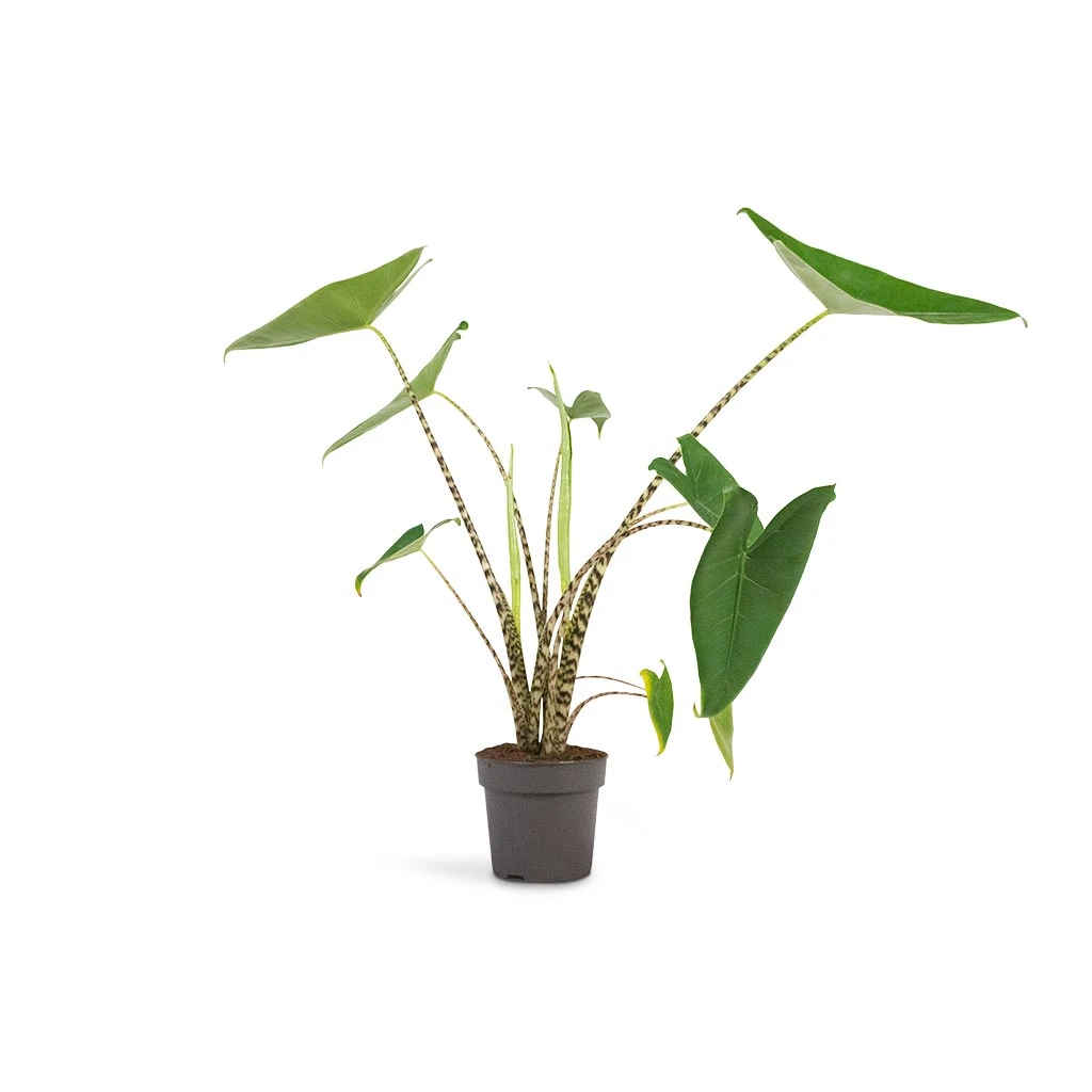 Alocasia Zebrina Tiger - Elephant Ear 7 Alocasia Zebrina Tiger - Elephant Ear - Image 5