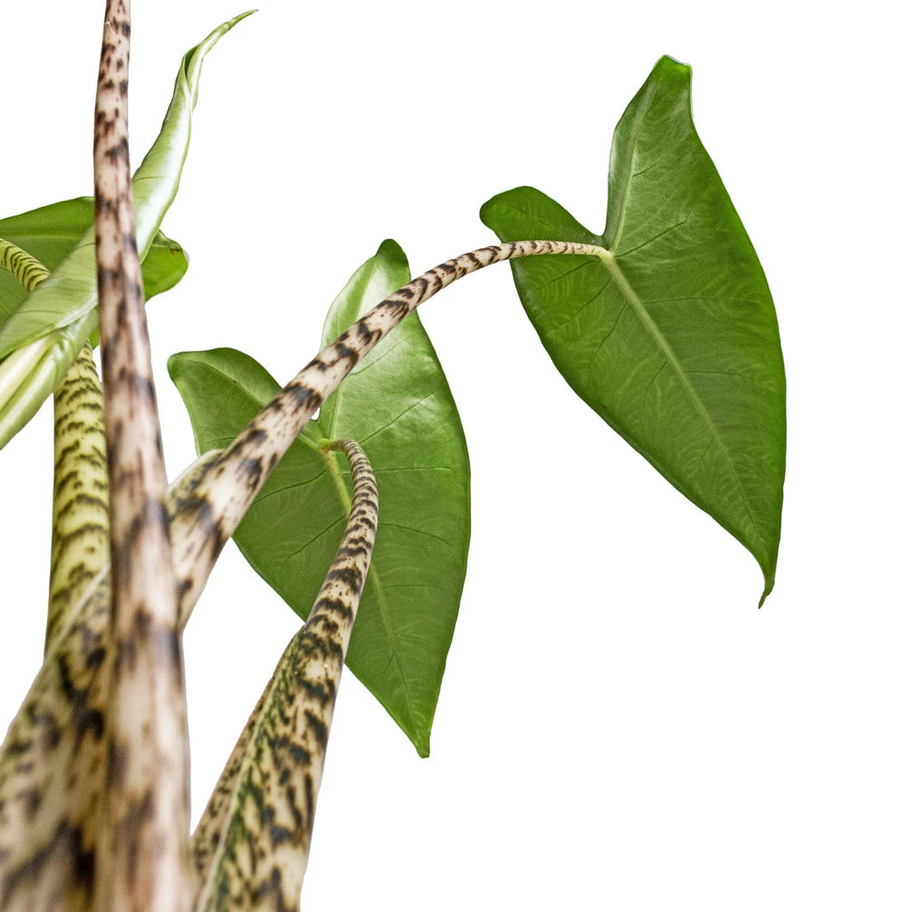 Alocasia Zebrina Tiger - Elephant Ear 4 Alocasia Zebrina Tiger - Elephant Ear - Image 2