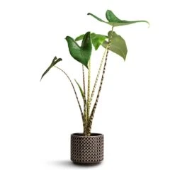Alocasia Zebrina Tiger - Elephant Ear