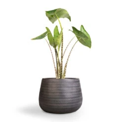 Angle Darcy Plant Pot - Anthracite -HousePlants Shop Alocasia zebrina Tiger Elephant Ear 19x75cm Angle Darcy Plant Pot Anthracite 34.5x24cm 1 e69cd94e 70aa 4082 864f 450af7ddf6c4