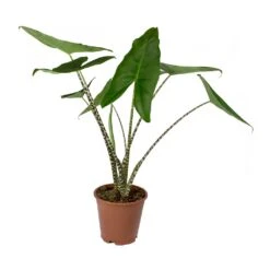 Alocasia Zebrina Tiger - Elephant Ear 28 Alocasia Zebrina Tiger - Elephant Ear -HousePlants Shop Alocasia zebrina Tiger Elephant Ear 19x80cm f69e2d00 6515 4fc0 b7f2 ab5e7472321a