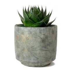 Aloe Aristata Cosmo -HousePlants Shop Aloe Cosmo Saar Earth Plant Pot 0c92a36c 7717 4c28 bbfe 9e90fb48d3ad