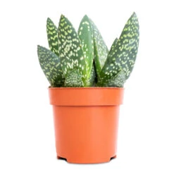 Aloe Vera Paradisicum - Jurassic Dino -HousePlants Shop Aloe Vera Paradisicum Jurassic Dino 10.5x20cm