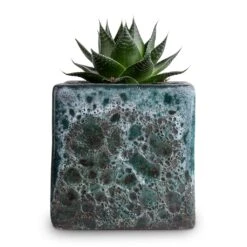 Aloe Aristata Cosmo -HousePlants Shop Aloe aristata Cosmo 10.5x17cm Lava Cube Relic Planter Jade 16x16x16cm
