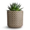 Aloe Aristata Cosmo -HousePlants Shop Aloe aristata Cosmo 10.5x17cm Thies Plant Pot Olive Green 13x13cm