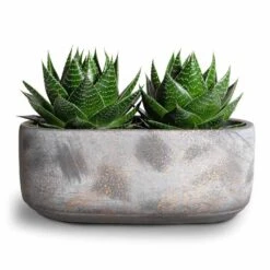 Aloe Aristata Cosmo -HousePlants Shop Aloe aristata Cosmo 11x17cm Saar Oval Plant Bowl Earth Cement 26x13x11cm 2 50f5b65a 0bd0 45db 9d27 f937ec76664b