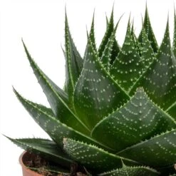 Aloe Aristata Cosmo -HousePlants Shop Aloe aristata Cosmo Leaves