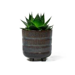 Aloe Aristata Cosmo -HousePlants Shop Aloe aristata Cosmo plant pot