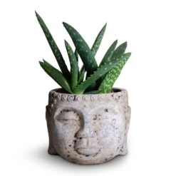 Aloe Vera Paradisicum - Jurassic Dino -HousePlants Shop Aloe evera Paradisicum 10.5x20cm Buddha Plant Pot Cement 17x13cm c1e1c1d6 0487 4ed7 a298 c5c360a5405a