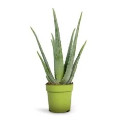 Aloe Vera -HousePlants Shop Aloe vera 12x35cm