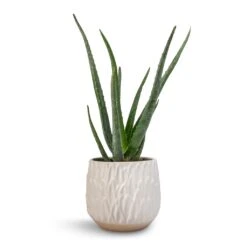Arles Leaf Plant Pot - White 9 Arles Leaf Plant Pot - White -HousePlants Shop Aloe vera 12x40cm Arles Leaf Plant Pot White 17x17cm