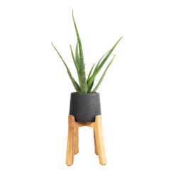Patt Plant Pot - Tall Stand - Black Washed -HousePlants Shop Aloe vera 12x40cm Patt Plant Pot Tall Stand Black Washed 23x34cm