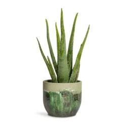Moon Plant Pot - Jungle -HousePlants Shop Aloe vera 15x45cm Moon Plant Pot Jungle 19x16cm