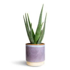 Copenhagen Plant Pot - Blue -HousePlants Shop Aloe vera 15x50cm Copenhagen Plant Pot Blue 18.5x19.5cm