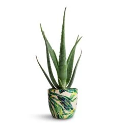 Aloe Vera -HousePlants Shop Aloe vera 15x50cm Monza Plant Pot Botanical Fern 17x17cm e9257a20 191d 4734 bbc2 871ad769d340