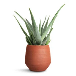 Aloe Vera -HousePlants Shop Aloe vera 19x55cm Humus Plant Pot Terra 20x23cm ce3f5633 e2ed 4b74 8d49 6017fd3bb85a