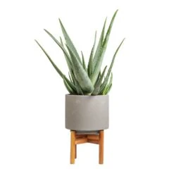 Vigo Plant Pot With Wooden Stand - Concrete Grey -HousePlants Shop Aloe vera 19x55cm Vigo Plant Pot with Wooden Stand Concrete Grey 22x30.5cm