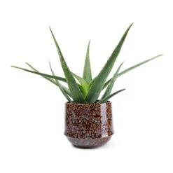 Aloe Vera -HousePlants Shop Aloe vera 21x60cm Noud Plant Pot Marrakesh 26x22cm