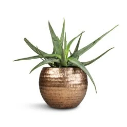 Aloe Vera -HousePlants Shop Aloe vera 21x60cm Opus Hammered Globe Planter Gold 40x32cm 49b50c0f 610d 4ae7 a308 0bfde6d2495e