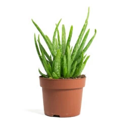 Aloe Vera Clumb -HousePlants Shop Aloe vera Clumb 12cm