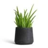Aloe Vera Clumb -HousePlants Shop Aloe vera Clumb 12x30cm Patt Plant Pot Black Washed 17x14cm