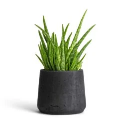 Patt Plant Pot - Black Washed 21 Patt Plant Pot - Black Washed -HousePlants Shop Aloe vera Clumb 12x30cm Patt Plant Pot Black Washed 17x14cm 901f7a69 45e9 4993 b044 761cc737bcc3