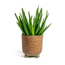 Aloe Vera Clumb -HousePlants Shop Aloe vera Clumb Bekka Plant Pot Pale Pink