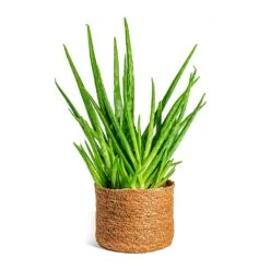 Aloe Vera Clumb -HousePlants Shop Aloe vera Clumb Stef Plant Baskets Set of 5 Camel