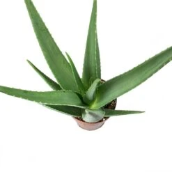 Aloe Vera -HousePlants Shop Aloe vera Leaves