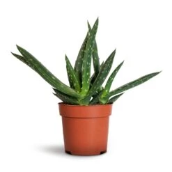 Aloe Vera Paradisicum - Jurassic Dino -HousePlants Shop Aloe vera Paradisicum 10.5x20cm 1