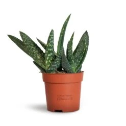 Aloe Vera Paradisicum - Jurassic Dino -HousePlants Shop Aloe vera Paradisicum 10.5x20cm 2