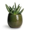 Aloe Vera Paradisicum - Jurassic Dino 1 Aloe Vera Paradisicum - Jurassic Dino -HousePlants Shop Aloe vera Paradisicum 10.5x20cm Mischa Plant Pot Forest Green 15x14cm