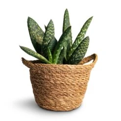 Aloe Vera Paradisicum - Jurassic Dino -HousePlants Shop Aloe vera Paradisicum 10.5x20cm Nelis Plant Basket Natural 13x12cm