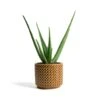 Aloe Vera -HousePlants Shop Aloe vera Thies Plant Pot Mustard