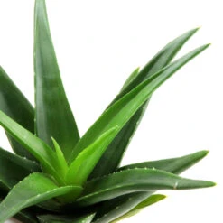 Aloe Vera -HousePlants Shop Aloevera 1