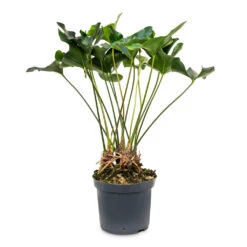 Anthurium Arrow -HousePlants Shop Anthurium Arrow 30x90cm