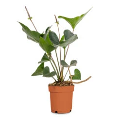 Anthurium Arrow -HousePlants Shop Anthurium Arrow Flamingo Flower 14x50cm